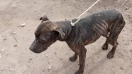 Néstor, el pitbull "discriminado" que una familia se animó a adoptar