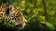 Seis curiosidades que no conocías sobre el Amazonas