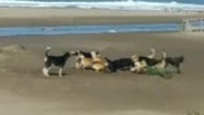 Video: preocupa otra jauría que merodea la Reserva Natural del Puerto