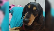 Perdió a su perra en un accidente de tránsito y pide ayuda para encontrarla