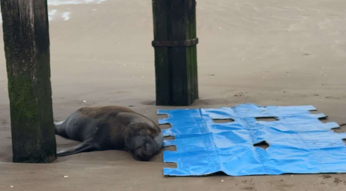 Un disparo, varios días de agonía y un deceso evitable: murió un lobo marino en Santa Teresita