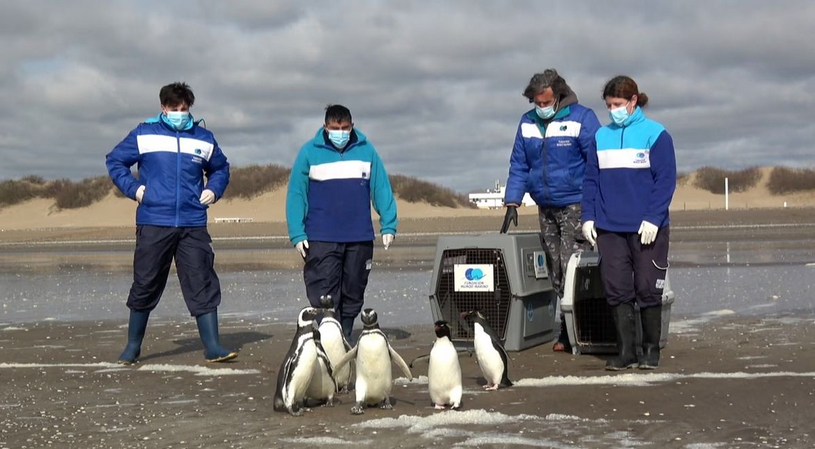 Volvieron al mar seis pingüinos que habían sido hallados empetrolados y heridos en redes de pesca
