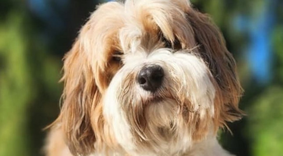 Se perdió un perrito de asistencia en el Bosque Peralta Ramos y lo buscan por ruta 11: "Lo vieron caminando asustado"