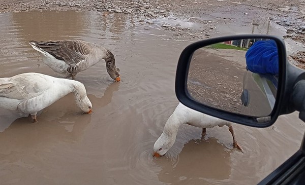 Se formó una laguna en plena calle y aparecieron visitas inesperadas