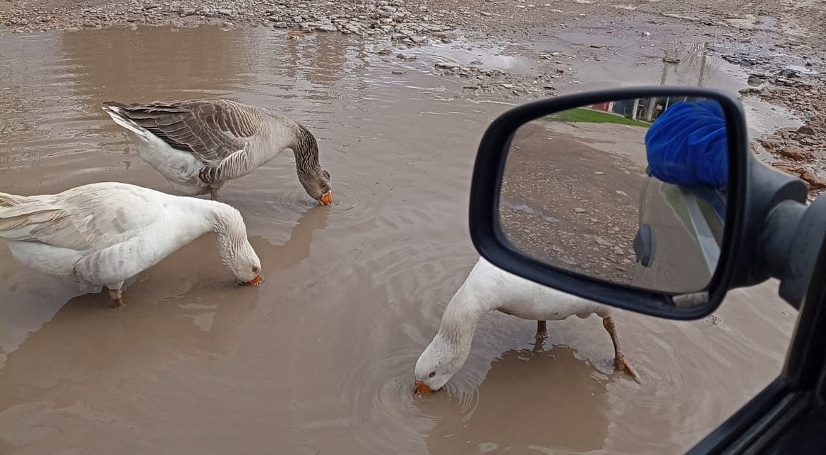 Se formó una laguna en plena calle y aparecieron visitas inesperadas