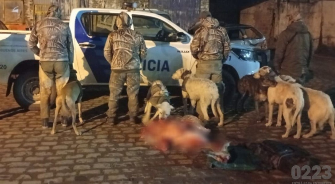 Montaron un operativo de vigilancia por diez horas y aprehendieron a cuatro marplatenses que cazaban jabalíes