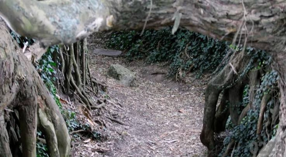Mar del Plata oculta: la historia del túnel secreto y las raíces gigantes bajo un arroyo