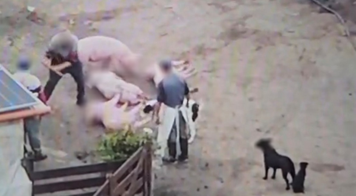 Allanaron un criadero de cerdos por una denuncia anónima de maltrato animal y faena irregular