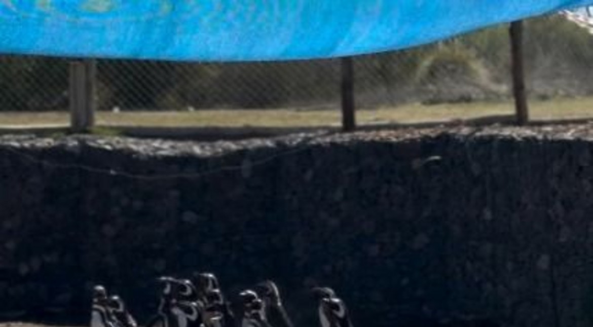 Críticas por el traslado de los pingüinos del Aquarium a un bioparque de Río Negro: “Están totalmente alejados del mar”