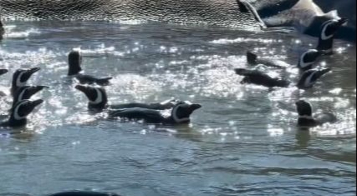 Trasladaron a los pingüinos del Aquarium a un refugio: la emotiva llegada