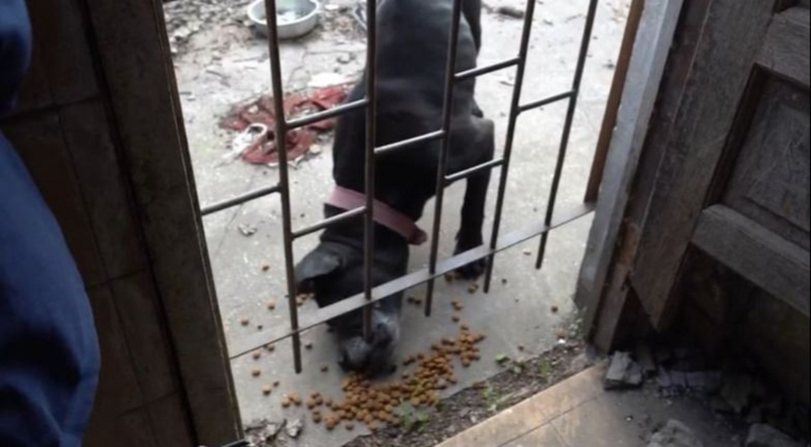Rescatan a tres perros maltratados: uno estaba de “guardián” en una casa abandonada