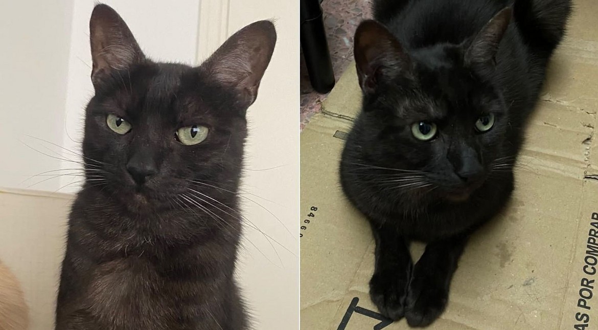 Desesperada búsqueda de un gato negro en Nueva Pompeya: "No es callejero, es importante encontrarlo"