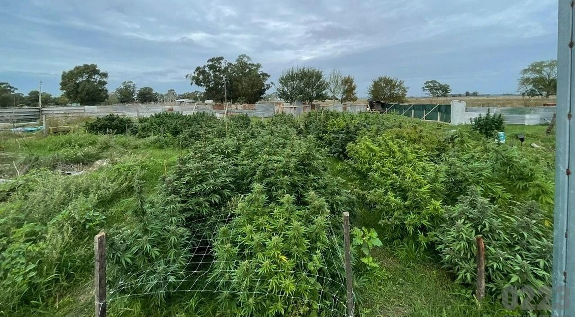 Acuerdan penas condicionales para los responsables de predio donde cultivaban marihuana