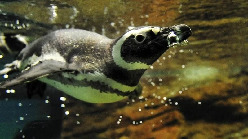 Los pingüinos del Aquarium quedaron en el centro de una denuncia penal por presuntas irregularidades en su tenencia y traslado.