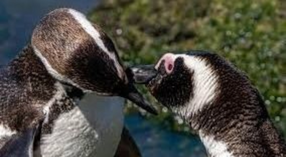 Presentaron una denuncia penal por los pingüinos del Aquarium y piden evitar su venta y salida del país