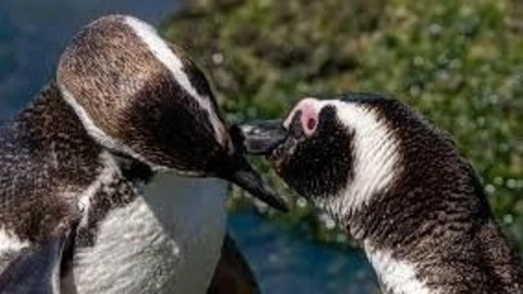 Presentaron una denuncia penal por los pingüinos del Aquarium y piden evitar su venta y salida del país Presentaron una denuncia penal por los pingüinos del Aquarium y piden evitar su venta y salida del país