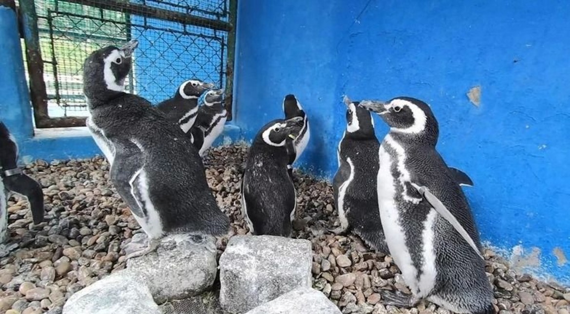 Fin de una era: Aquarium de Mar del Plata vendió sus últimos pingüinos a México y cerró el complejo