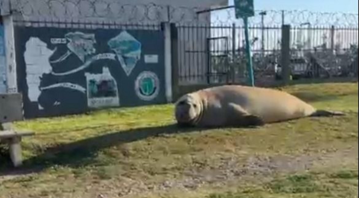 Un gigante apareció en el Puerto y su visita sorprendió a todos