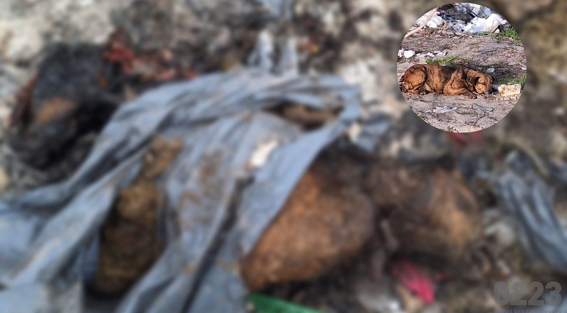 "No sé quién le pudo hacer esto": alimentaba a una perrita callejera y la encontró "mutilada y quemada" en la basura