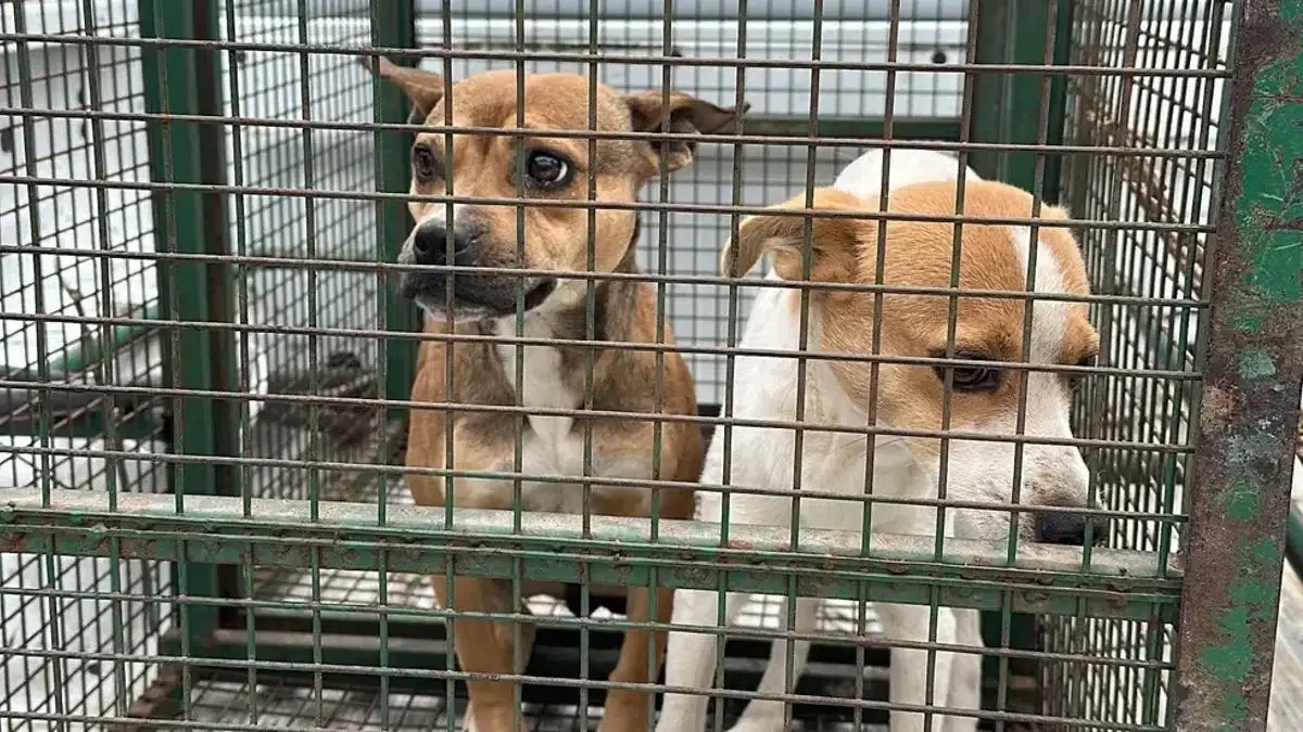 Proponen arresto de hasta 60 días para quien maltrate a su mascota