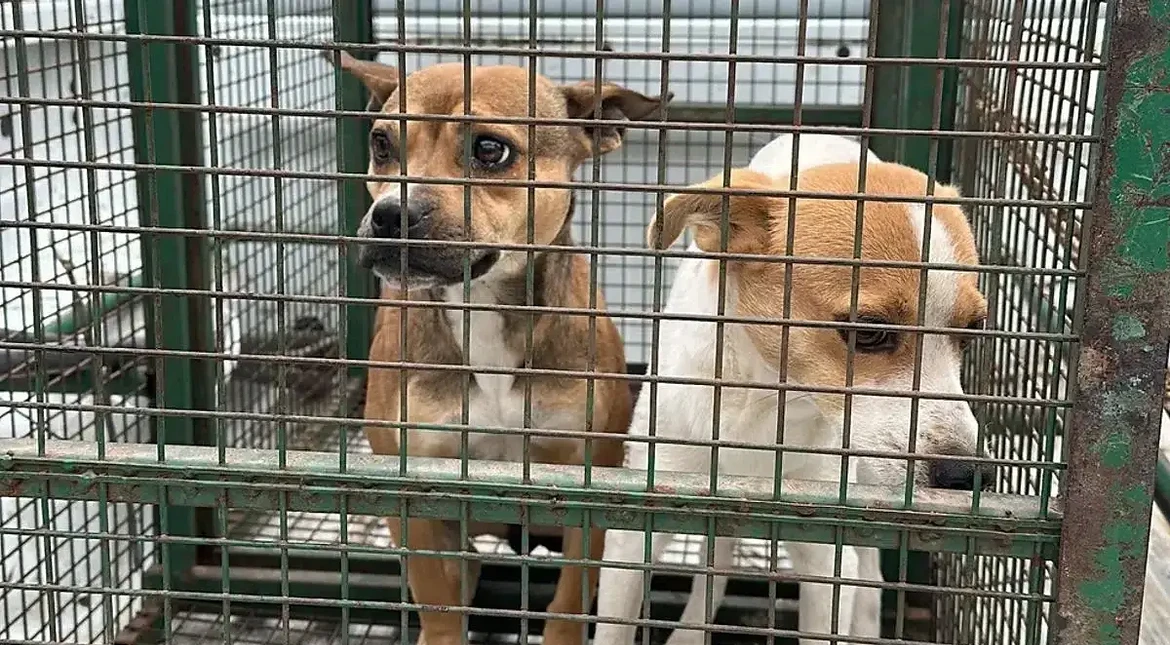 Proponen arresto de hasta 60 días para quien maltrate a su mascota