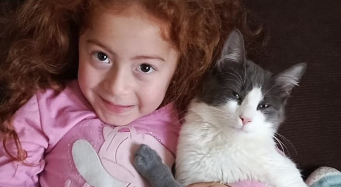 Desesperada búsqueda de Panchito, un gato gris y blanco que no vuelve a casa desde hace dos días