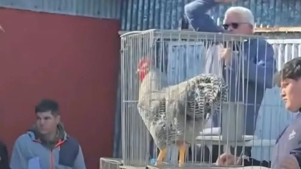 Récord: se vendió el gallo más caro del país por una cifra millonaria en Bolívar