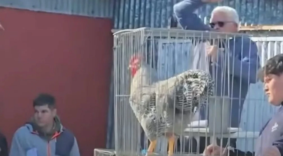 Récord: se vendió el gallo más caro del país por una cifra millonaria en Bolívar