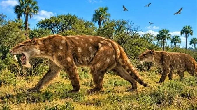 Histórico: hallan una nueva especie fósil de un marsupial “dientes de sable” de hace 2 millones de años en Miramar