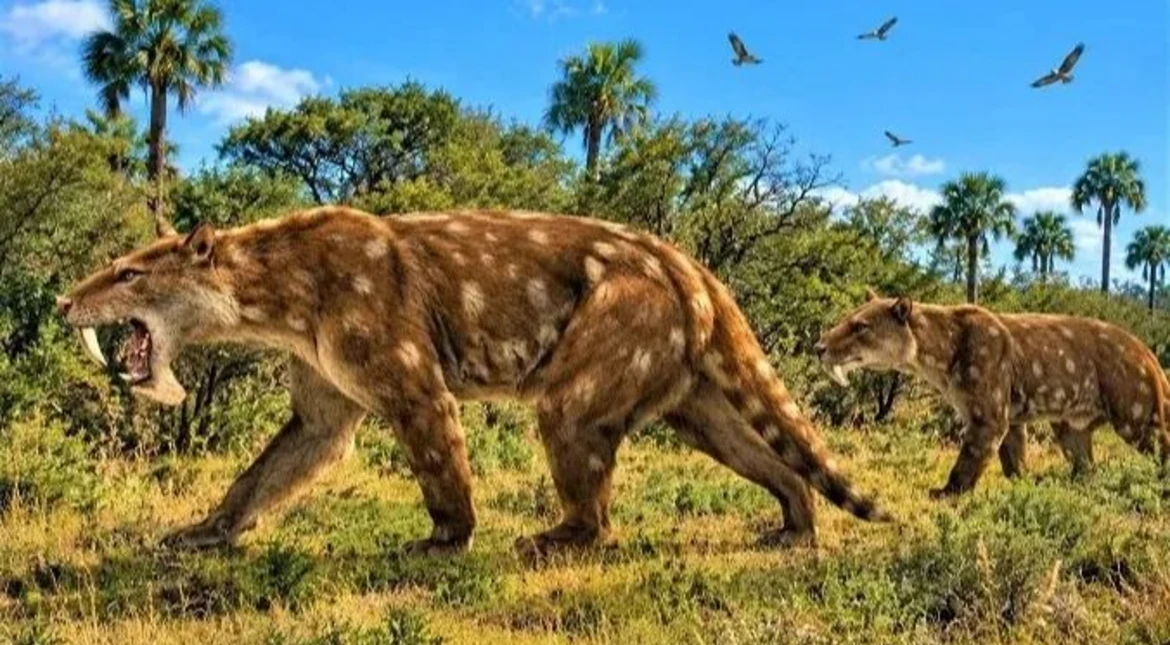 Histórico: hallan una nueva especie fósil de un marsupial “dientes de sable” de hace 2 millones de años en Miramar
