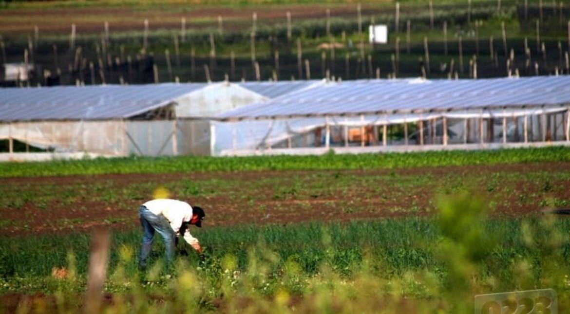 La Provincia hará un censo de la producción hortícola y florícola tras 20 años sin datos actualizados