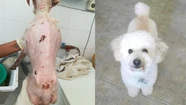 La historia de Dobby, el caniche al que acariciaban con bolsas de nylon
