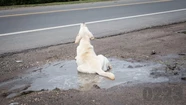 Se detectó el primer caso de transmisión de la viruela del mono de humano a perro. Foto: 0223.