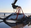 Logran salvar a dos ballenas varadas en la costa bonaerense