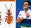 Un grupo de investigadores nombro al insecto como Djokovic debido a su velocidad, tenacidad, fuerza y elasticidad