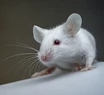 Científicos implantan neuronas humanas en ratas para estudiar trastornos mentales