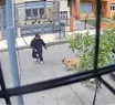 Video: dos perras "heroínas" evitaron un robo a mano armada