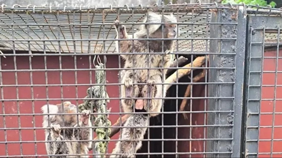 Monos tití, serpientes, tortugas y lagartos: rescatan más de 100 animales exóticos de una veterinaria en condiciones deplorables