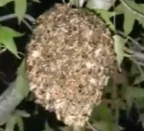 Sorpresa y temor: los vecinos de un barrio residencial preocupados por los enjambres Sorpresa y temor: los vecinos de un barrio residencial preocupados por los enjambres