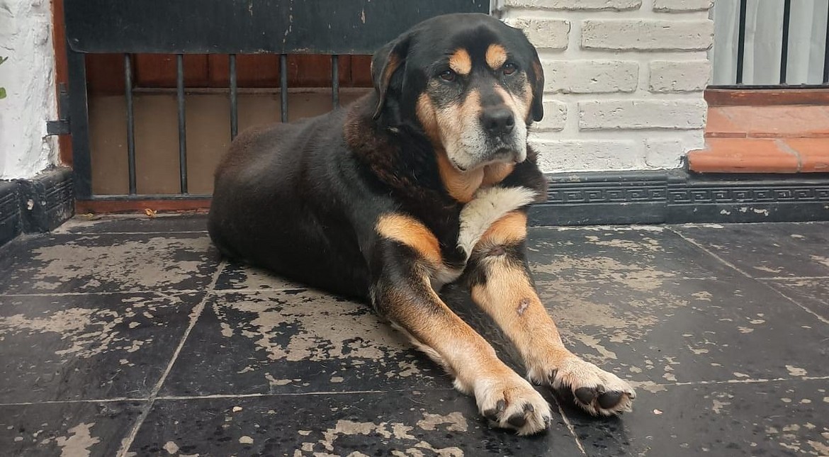“Es nuestro compañero de vida”: buscan a Rocko, un perro de 14 años que desapareció en Bosque Alegre