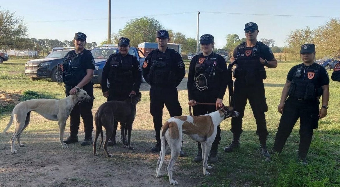 Allanan un campo donde se hacían carreras clandestinas de galgos y rescatan a 32 perros