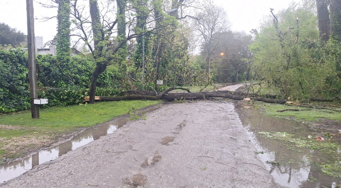 Alerta en Mar del Plata: ráfagas de viento de 50 km/h tiraron árboles, postes y cableados