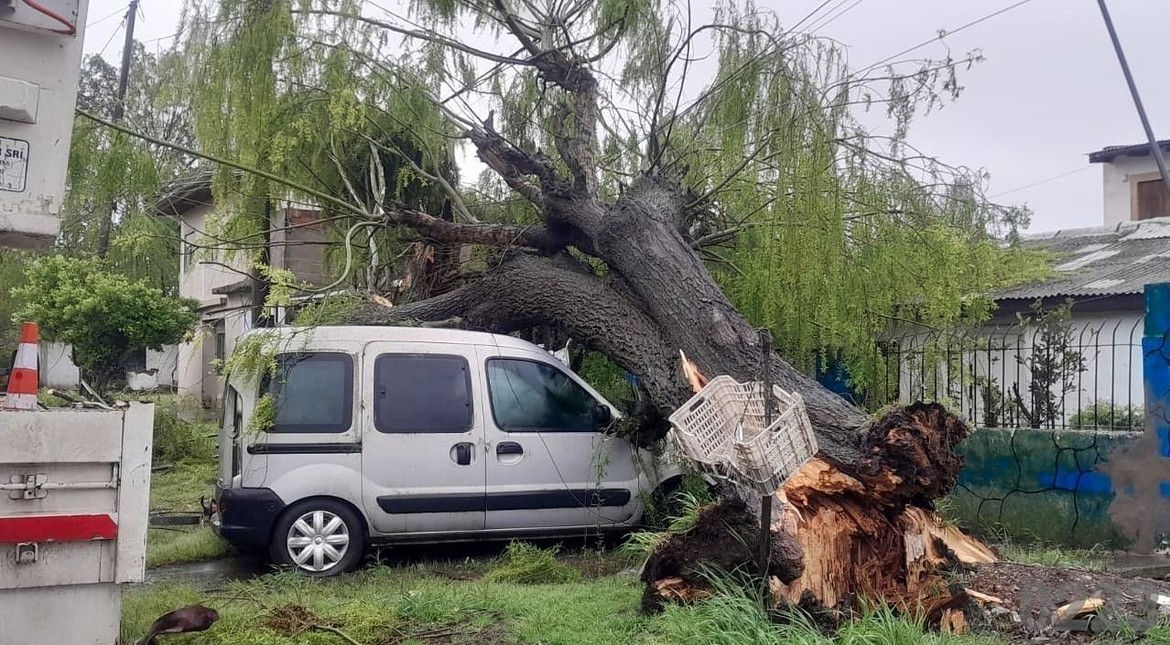 “Tembló mi casa”: un enorme árbol cayó y destrozó una camioneta
