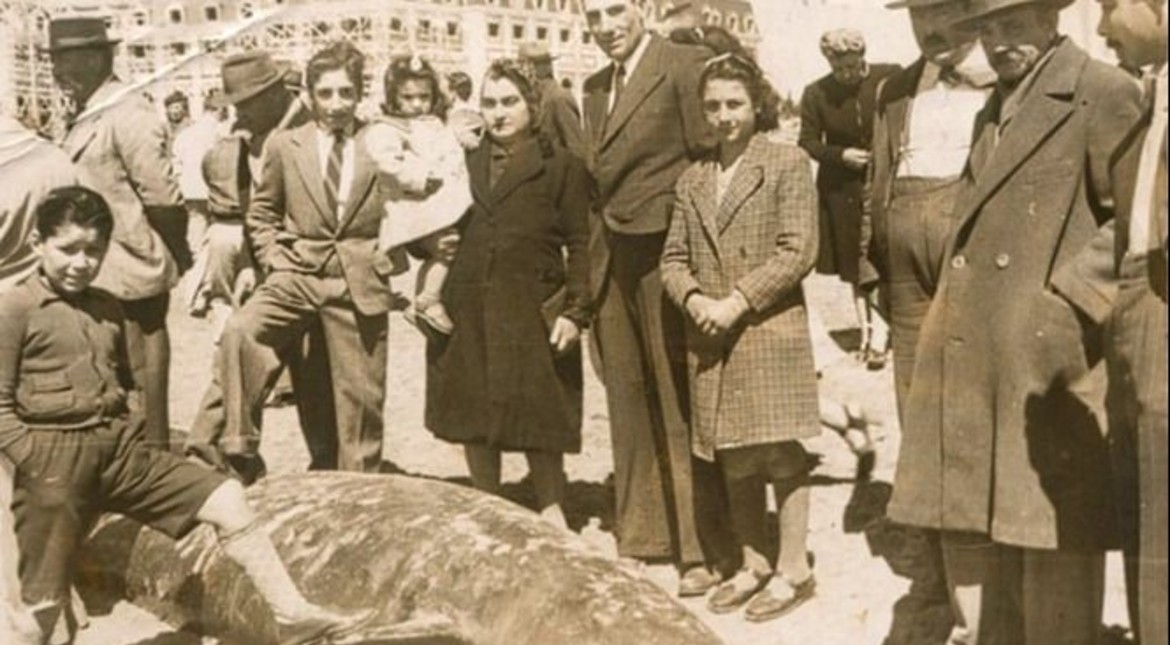 Hace 80 años, más de 800 orcas “se suicidaron en masa” en la costa de Mar del Plata