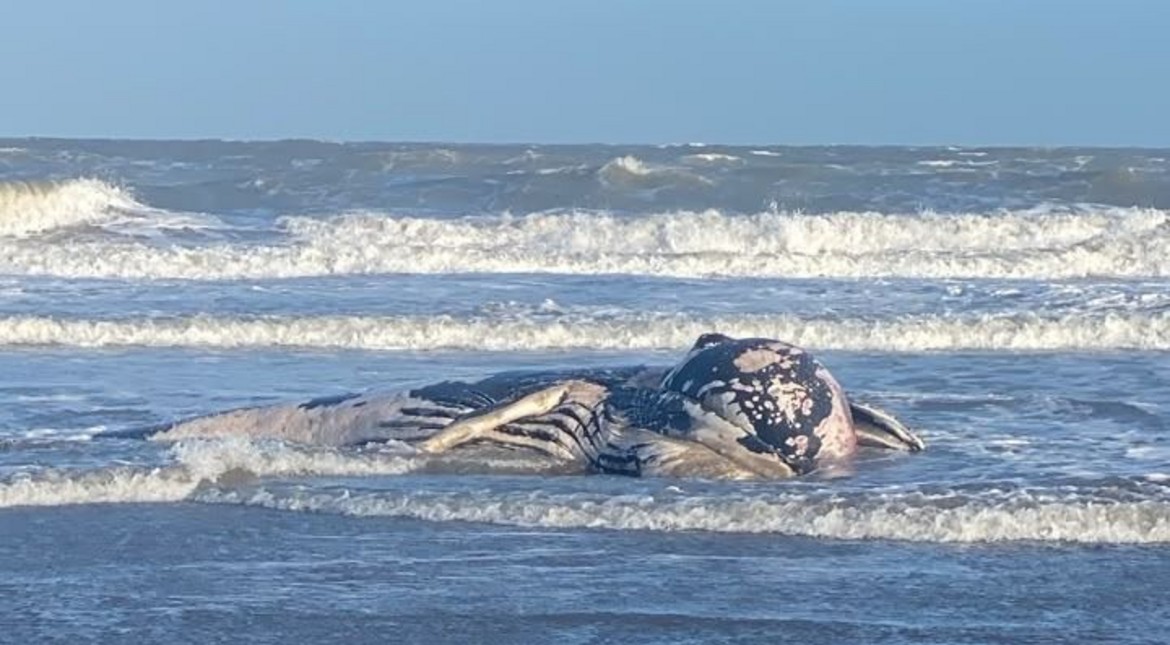 Triste hallazgo en el norte de Mar Chiquita: localizan una ballena varada sin vida