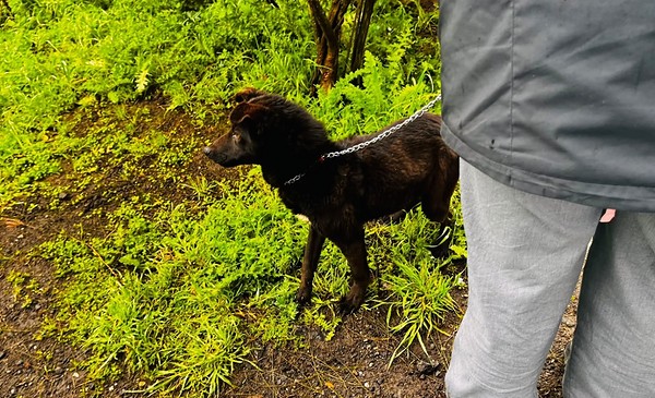 Rescataron a una cachorra en mal estado de salud durante un allanamiento por maltrato animal