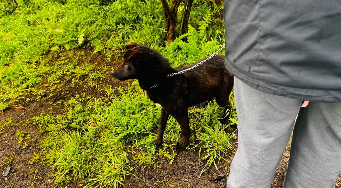 Rescataron a una cachorra en mal estado de salud durante un allanamiento por maltrato animal