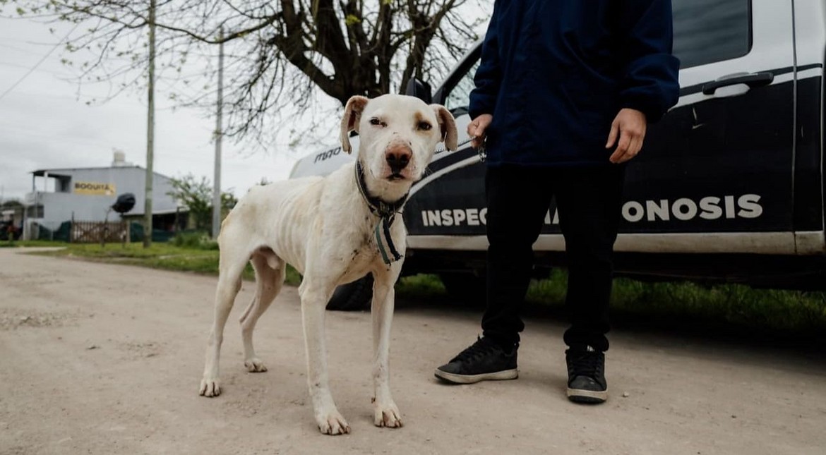 Abandonado, desnutrido y con parasitosis externa: rescataron a un perro en Mar del Plata