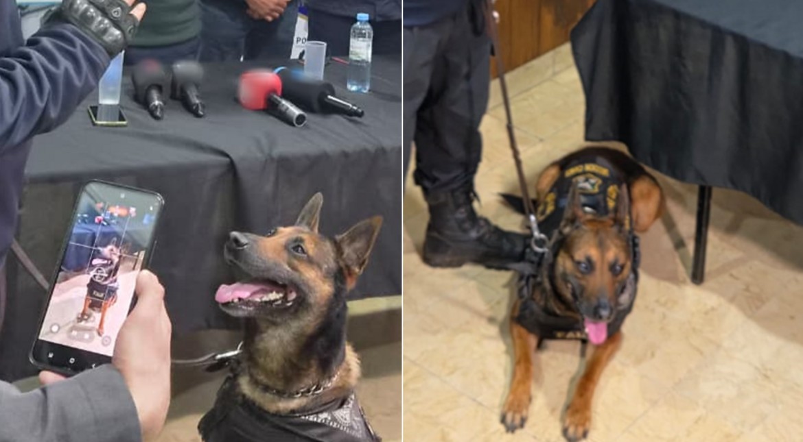 Tiene 7 años y su nombre homenajea al perro que fue a Malvinas con la Armada: Falu, el ovejero alemán de la Policía antidrogas