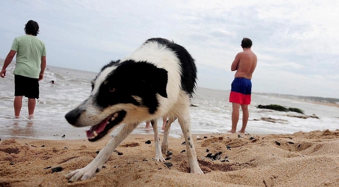 House sitting: la tendencia que permite hospedarse gratis en Mar del Plata a cambio de cuidar mascotas